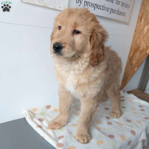 Maverick, Mini Goldendoodle Puppy